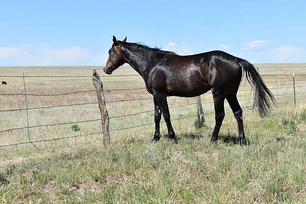 athletic-quarter-horse