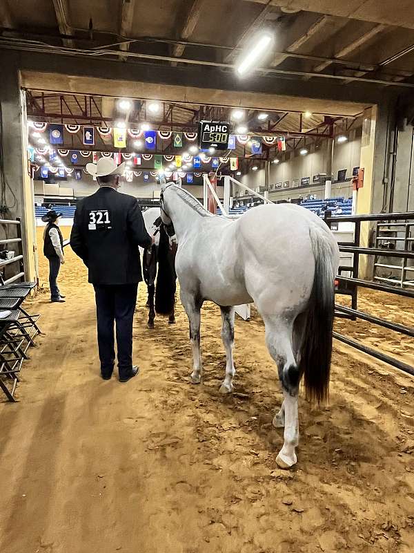 -15-hand-appaloosa-stallion