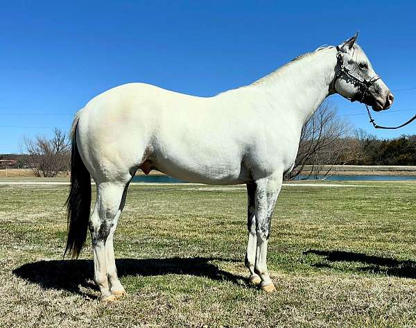 evening-appaloosa-horse