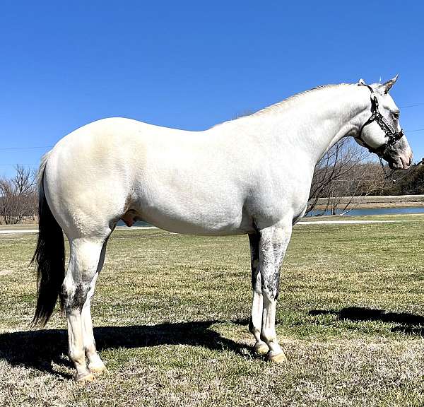 happy-appaloosa-horse