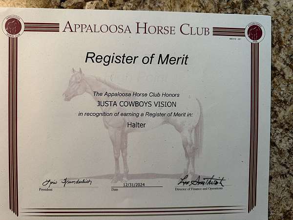 coming-two-year-old-appaloosa-horse