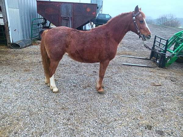 drill-team-welsh-cob-horse