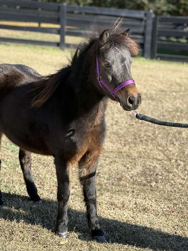 amr-miniature-horse