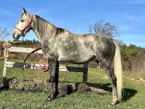 grey-standardbred-gelding