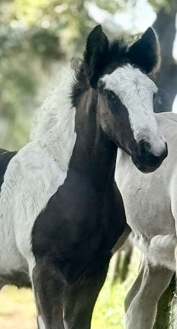 all-around-gypsy-vanner-horse