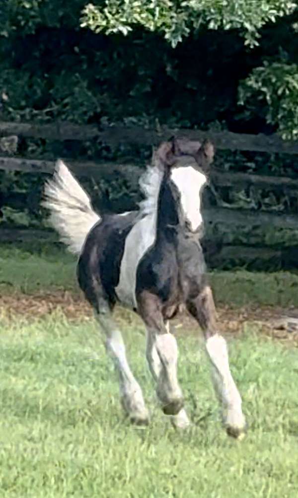 athletic-gypsy-vanner-horse