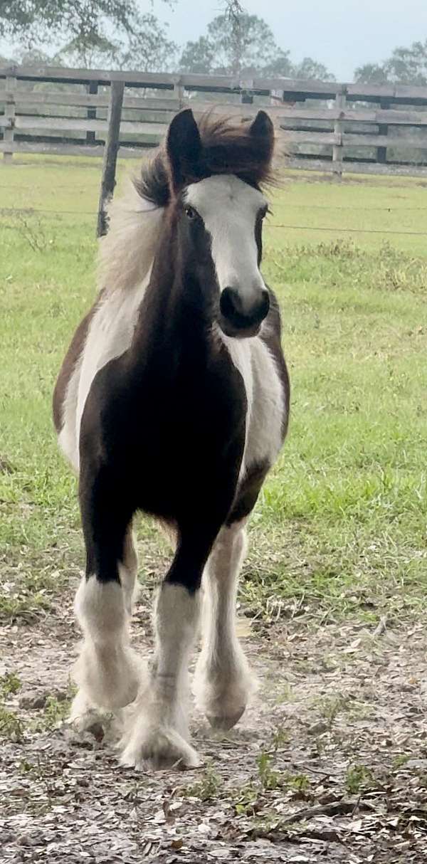 beginner-gypsy-vanner-horse