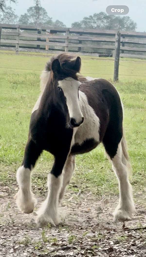 ranch-work-gypsy-vanner-horse