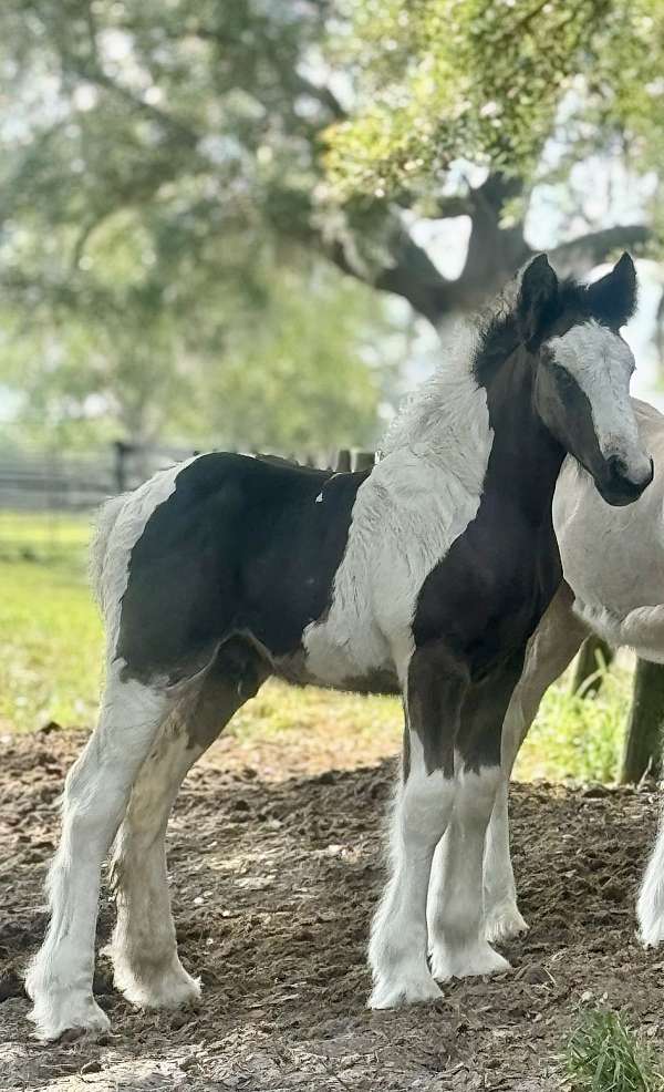 stallion-gypsy-vanner-horse