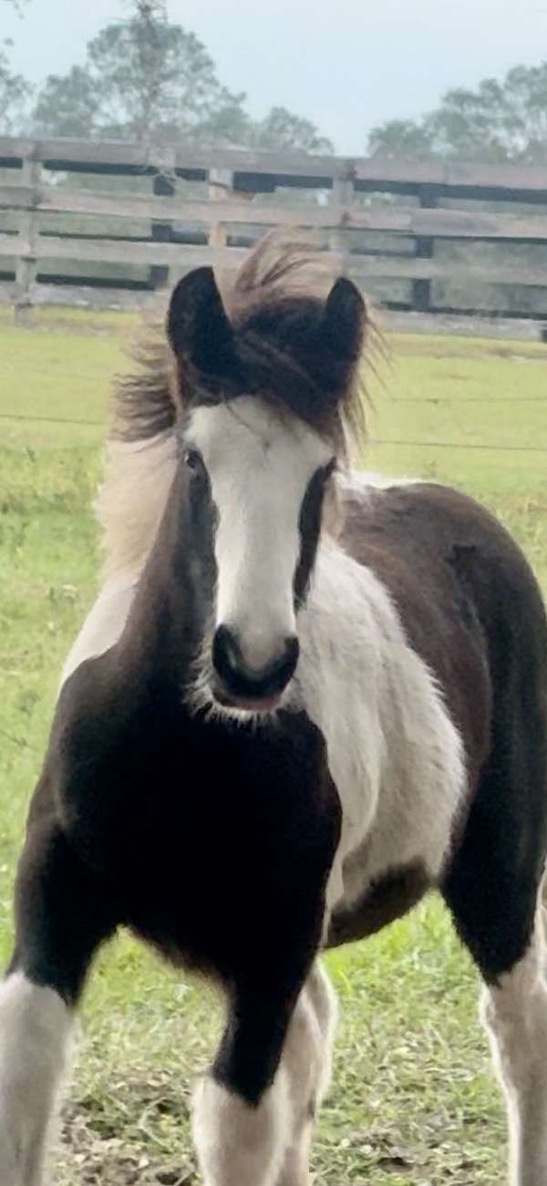 trail-riding-gypsy-vanner-horse