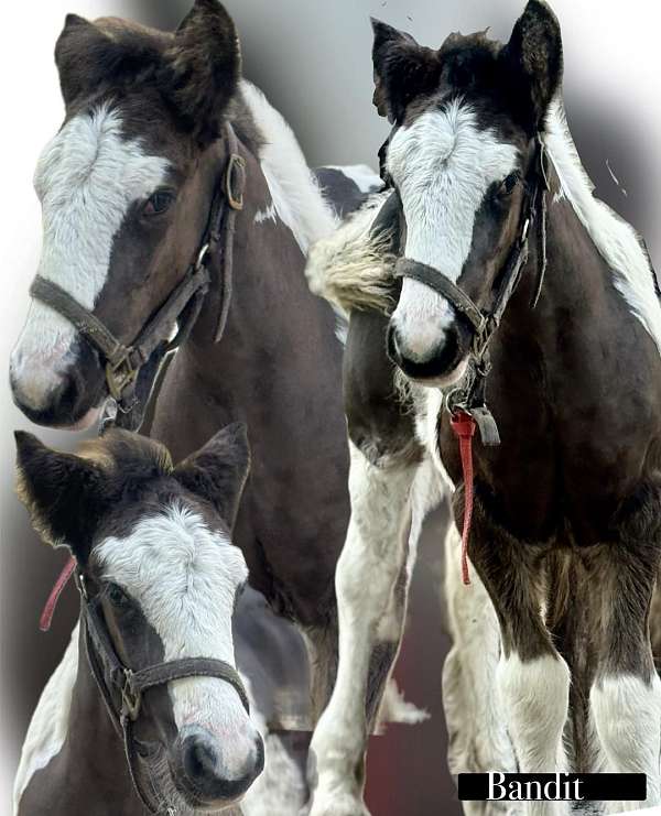 western-dressage-gypsy-vanner-horse