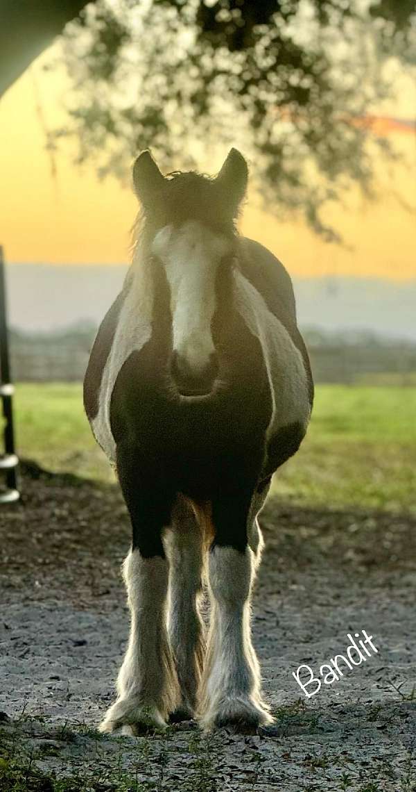 western-pleasure-gypsy-vanner-horse