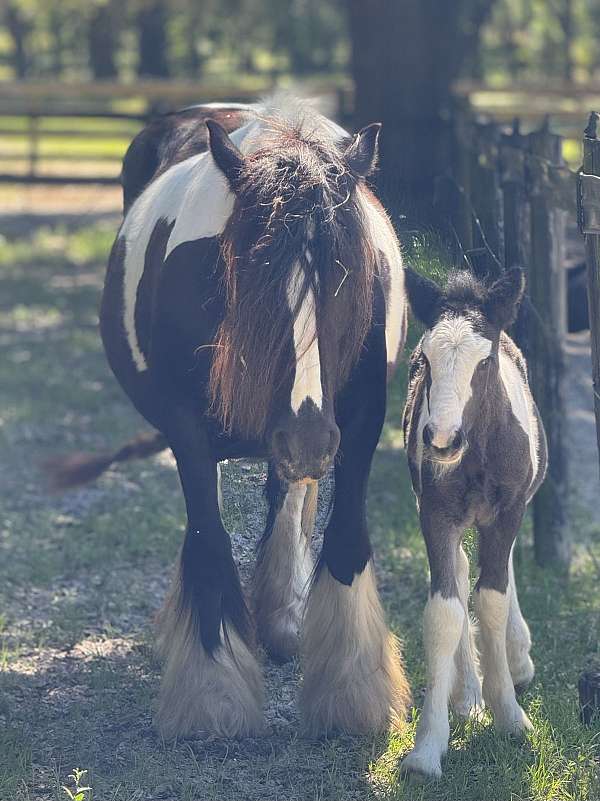 black-gypsy-vanner-colt