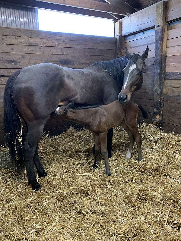 breeding-thoroughbred-horse