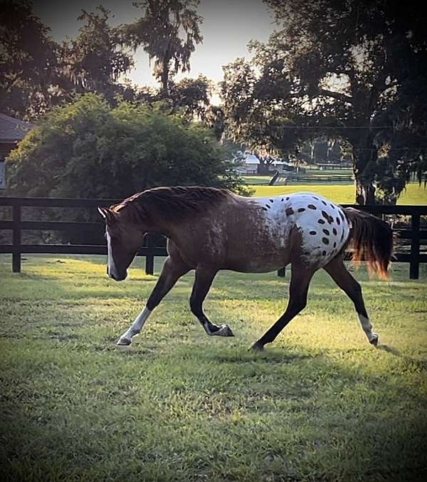 appaloosa-gelding