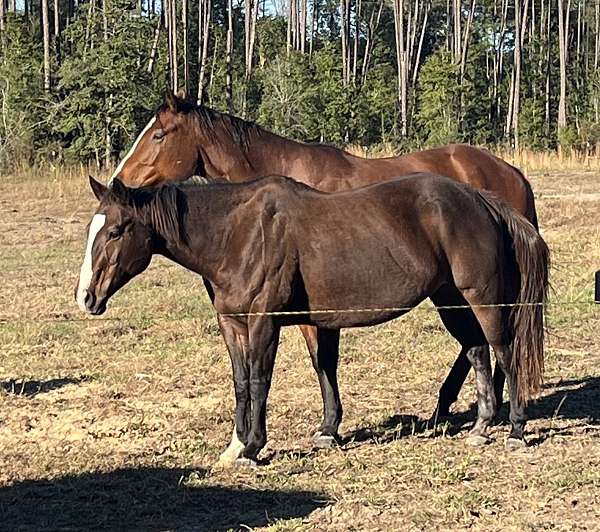 quarter-horse-for-sale