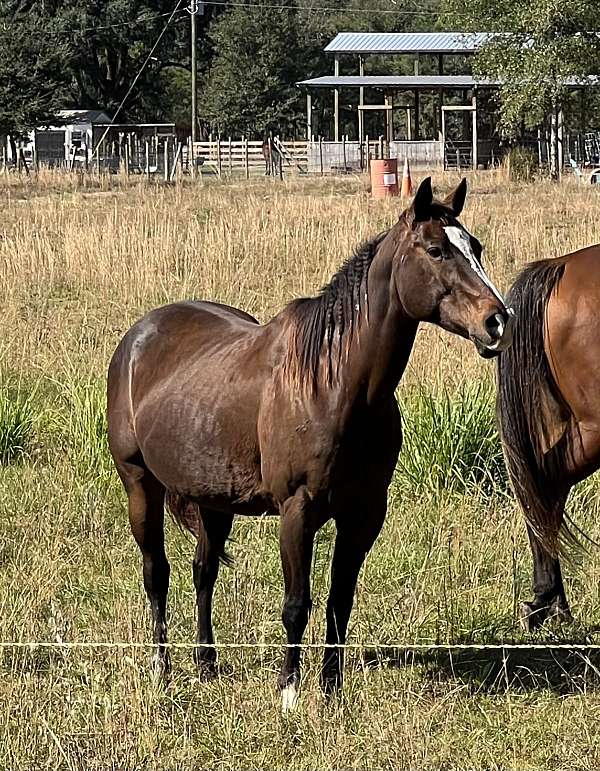 quarter-horse-mare