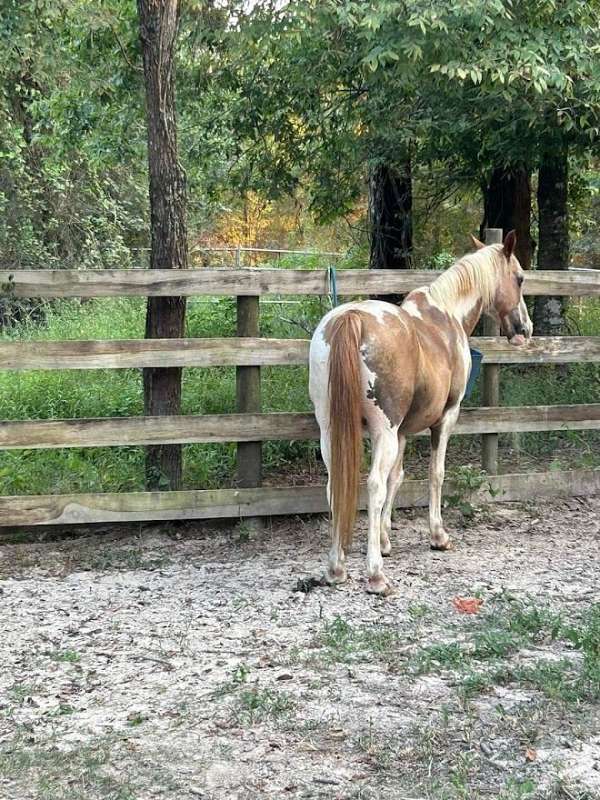 and-ranch-single-footing-horse