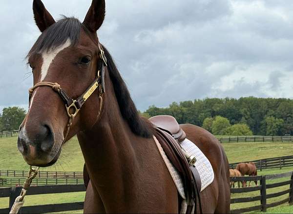 adult-thoroughbred-horse