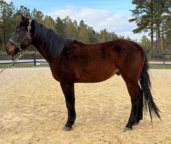 black-haflinger-gelding