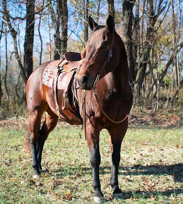 ranch-work-quarter-horse