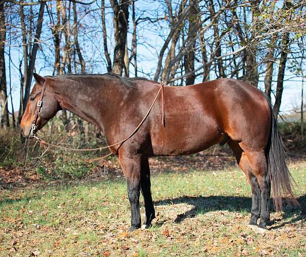 beginner-safe-quarter-horse