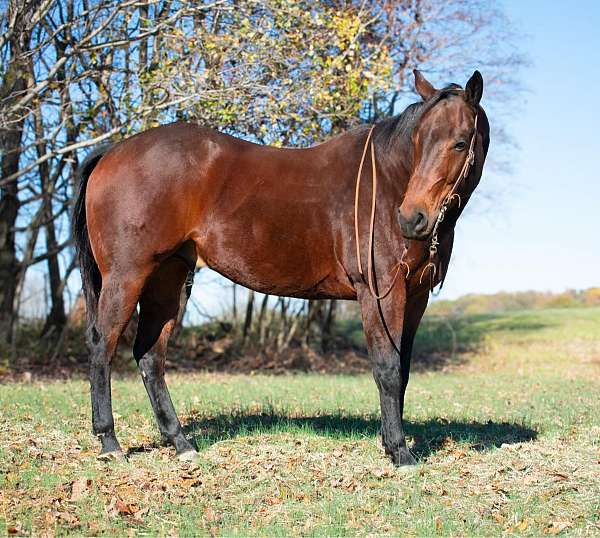 family-horse-quarter