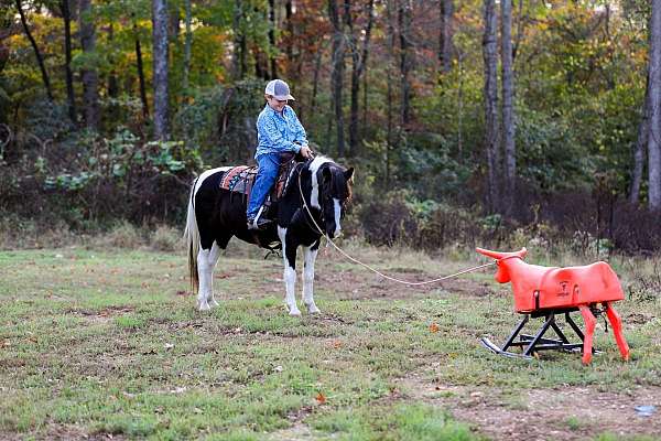 all-around-quarter-pony