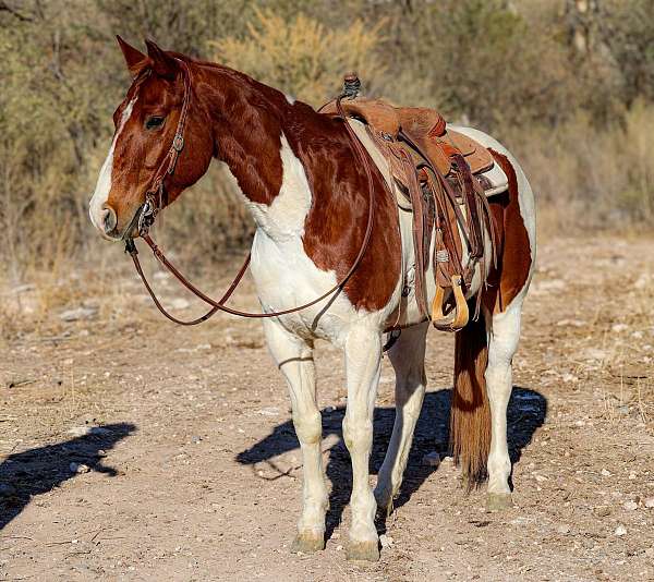 beginner-safe-quarter-horse