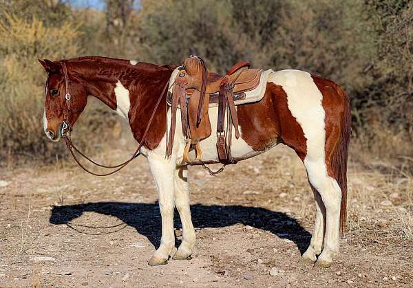 family-horse-quarter