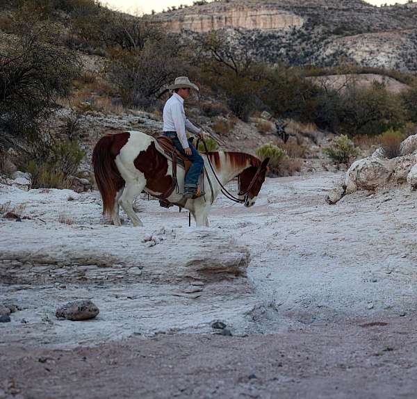 paint-quarter-horse