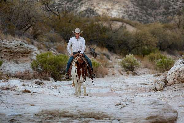 trail-quarter-horse