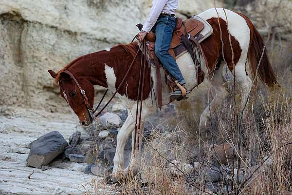 all-around-quarter-horse