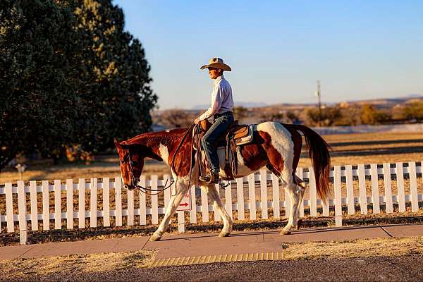 athletic-quarter-horse