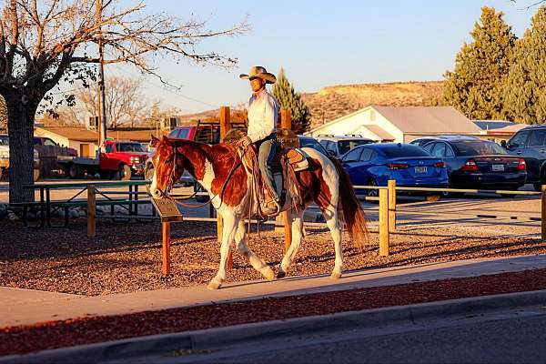 experienced-quarter-horse