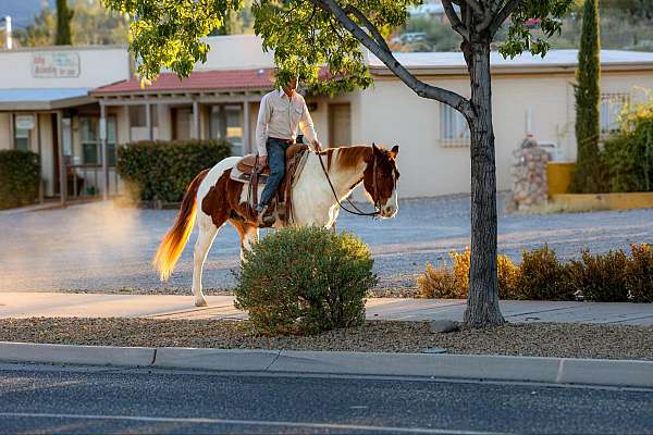 flashy-quarter-horse