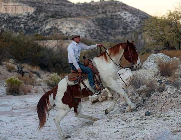 husband-safe-quarter-horse