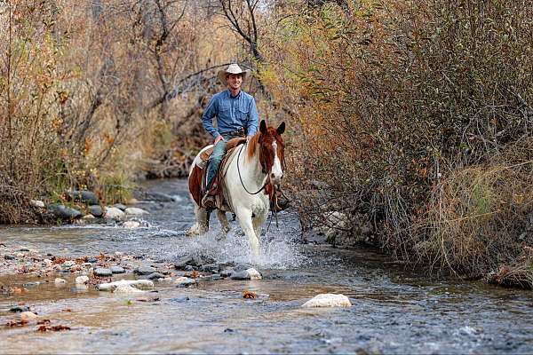 kid-safe-quarter-horse