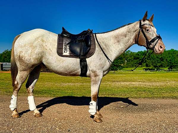 family-horse-quarter