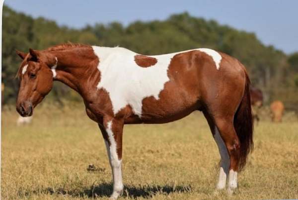 all-around-paint-horse