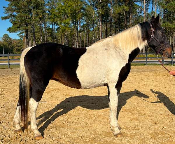 pinto-spotted-saddle-mare