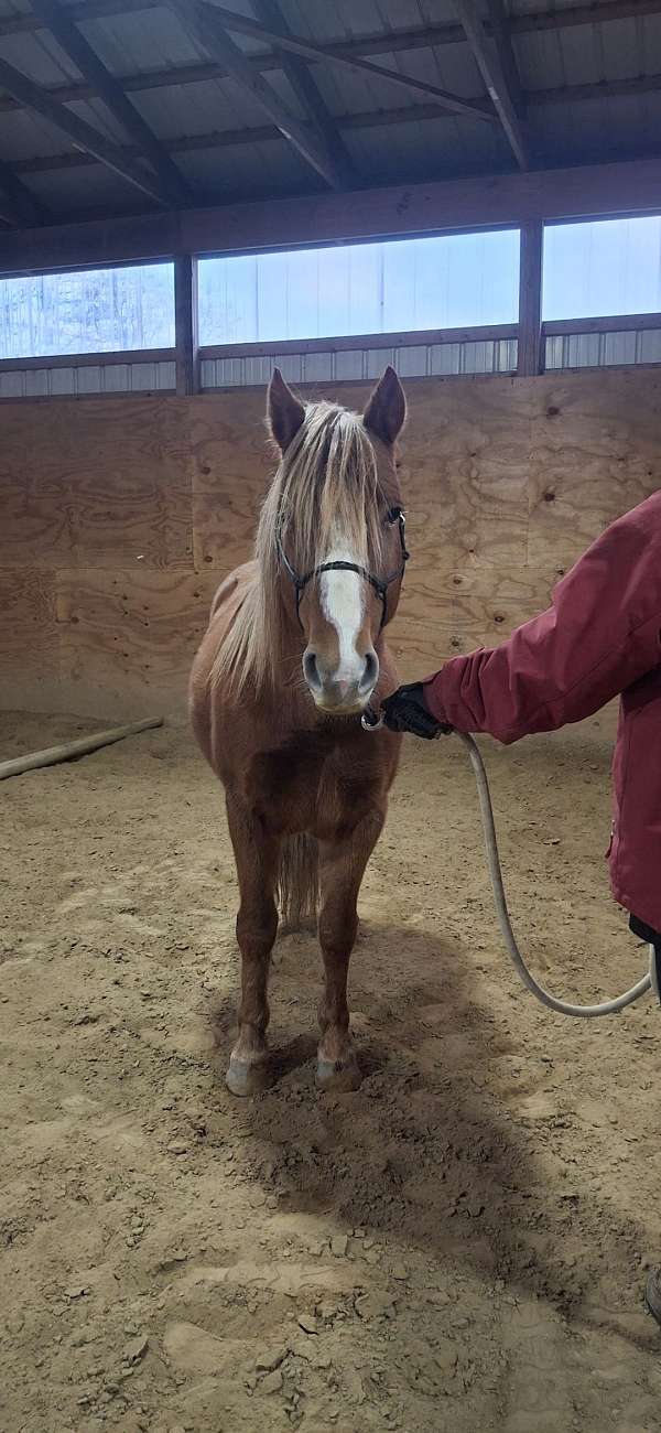 blaze-two-hind-socks-pony