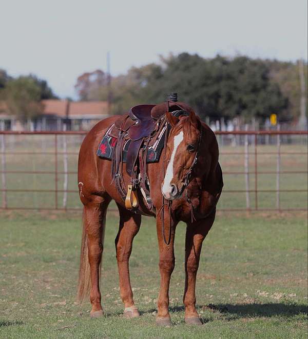 chestnut-blaze-horse