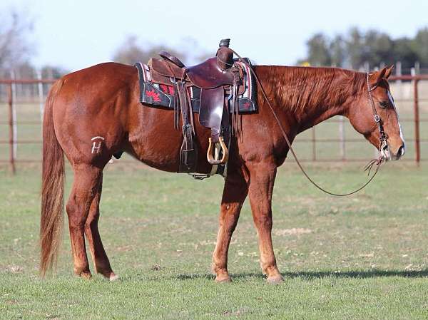 beginner-safe-quarter-horse