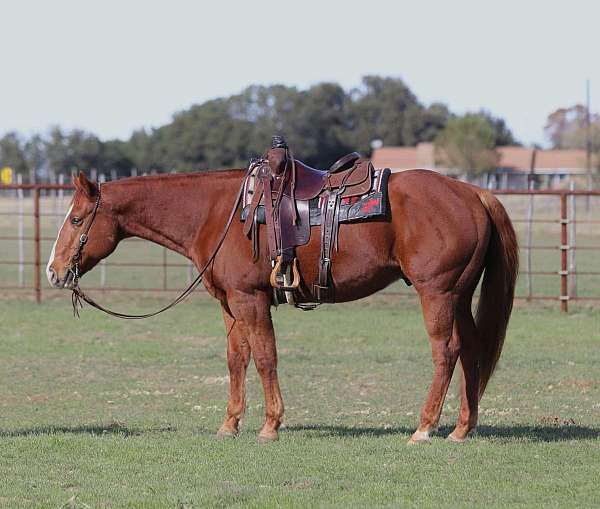 ranch-work-quarter-horse