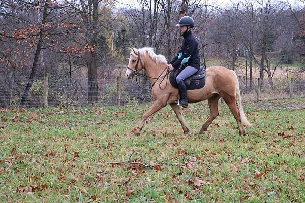 welch-cob-gelding