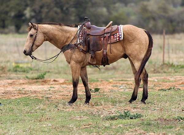 buckskin-none-horse