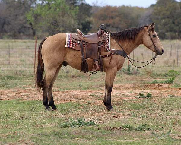 ranch-work-quarter-horse