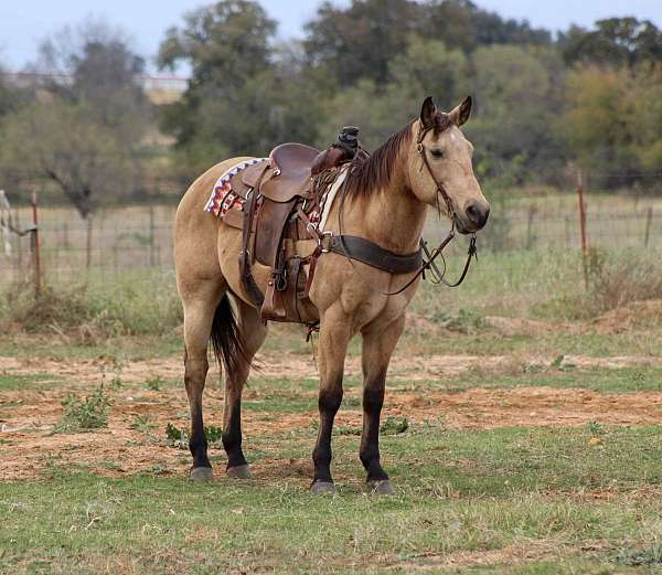 beginner-safe-quarter-horse