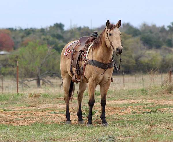 family-horse-quarter